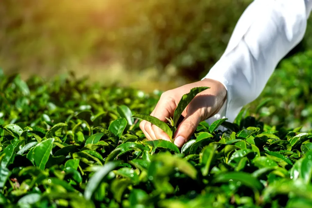 mão segurando uma planta em meio a uma plantação